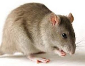 LASSA FEVER RESERVOIR: The mastomyms rat
