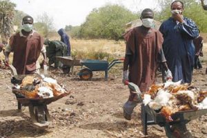 Poultry workers carting away infected birds