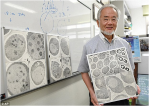• Professor Ohsumi
