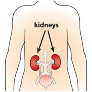 Kidneys